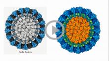 Scientific Visualization of Microorganisms
