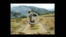 Naga basket for collecting harvest